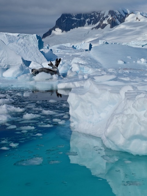 leopard seal and ice blue reflections