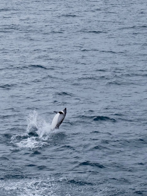 the trip ended with lots of splashes from a pod of dolphins