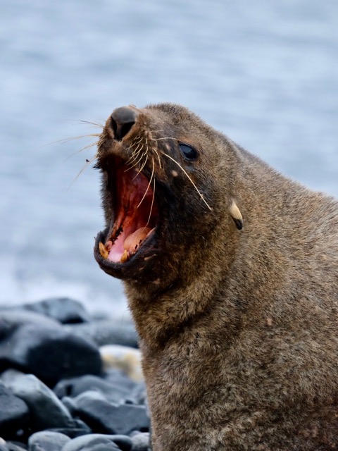 see what big teeth I have said the Antarctic fur seal