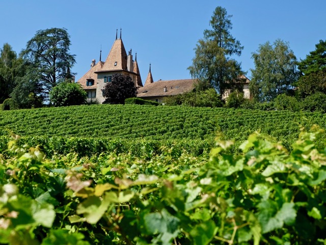 Echandens castle through the vines