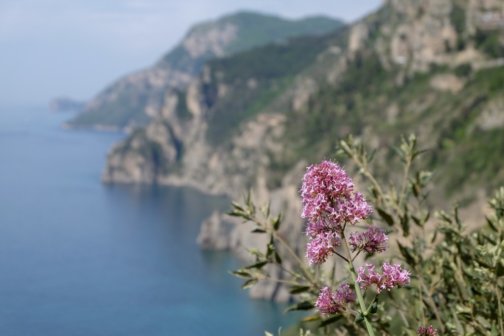 Amalfi coast flower power