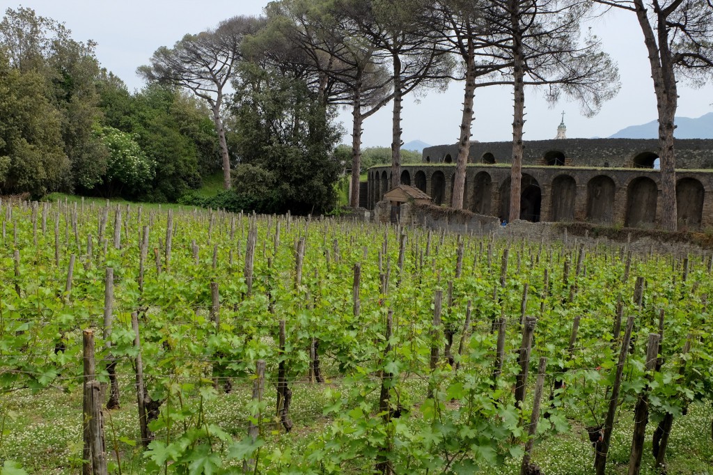 Pompeii vineyard and amphitheatre