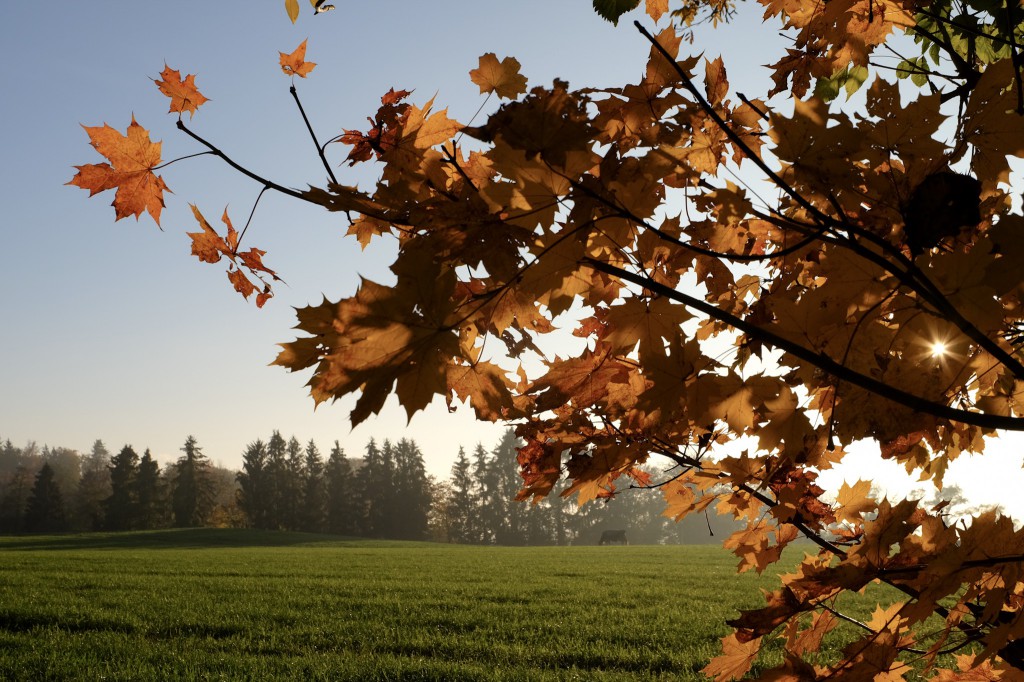 fall leaves