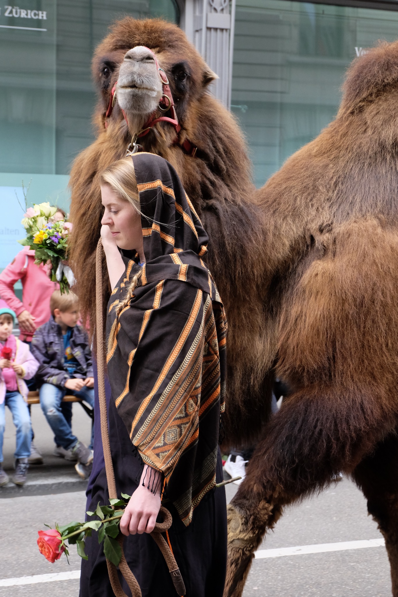 the camel and the rose