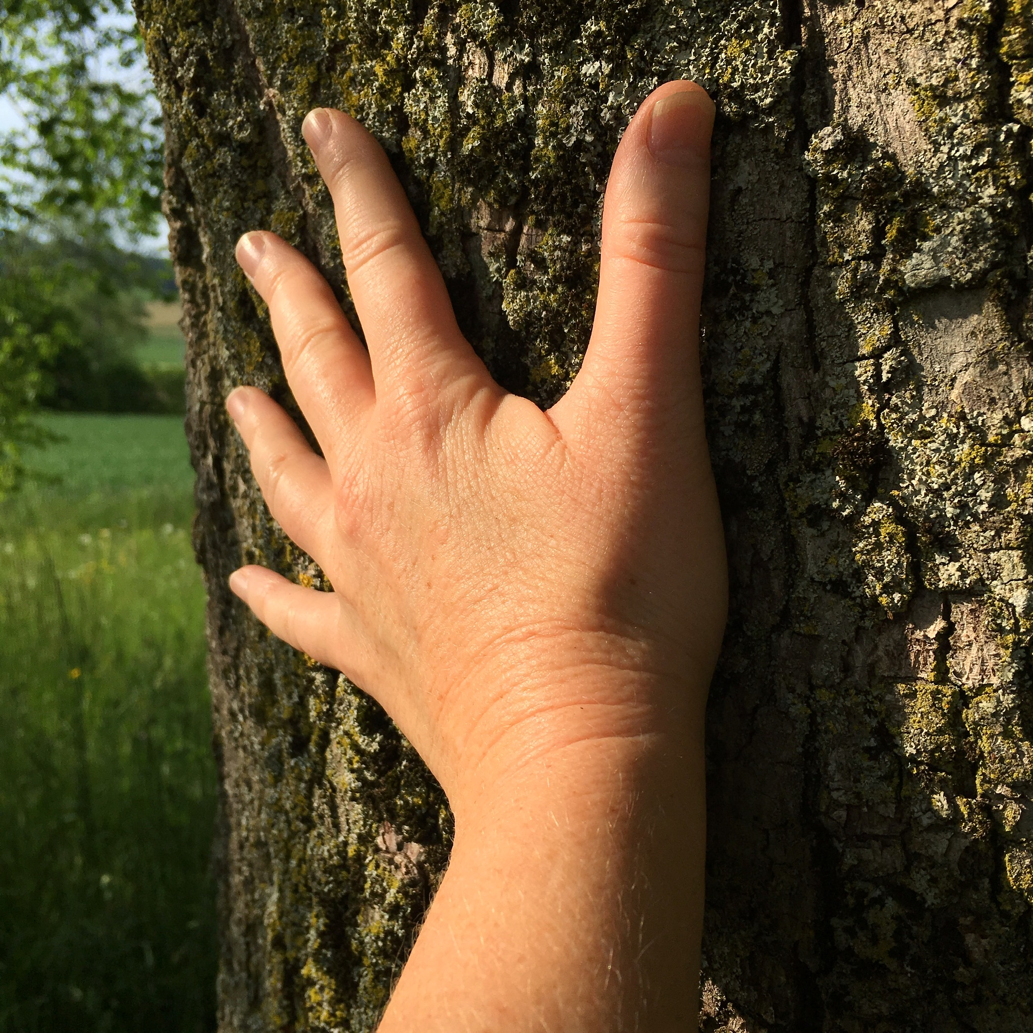 Tree energy